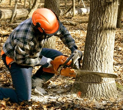 Tree Removal in Fortine, MT